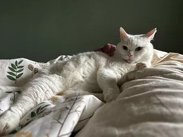 Челябинцев приглашают бесплатно привить питомцев от бешенства