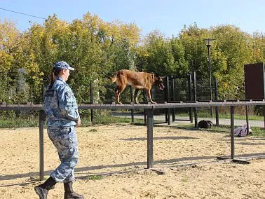 В России утвердили ГОСТ для собачьих площадок