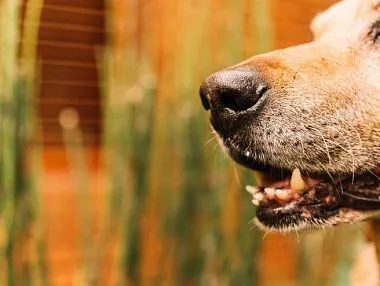 В Челябинске бродячие собаки разорвали ноги женщине