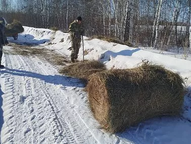 В Челябинской области диких животных подкармливают сеном