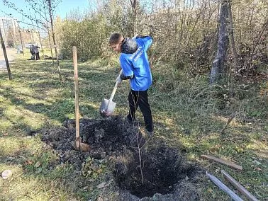 В Копейске высадили деревья на аллее Героев