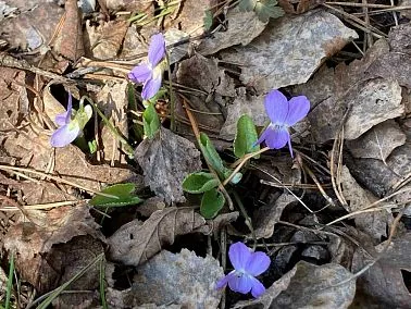 На Таганае фиолетовый первоцвет установил новый рекорд весны
