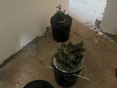 В Копейске пресечен факт незаконного выращивания наркосодержащих растений