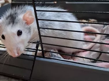 Роспотребнадзор рассказал, что делать при укусе грызуна