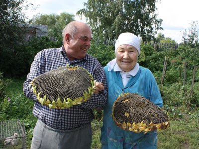 Простой секрет большого урожая: чета Гильнхановых вырастила огромные подсолнухи