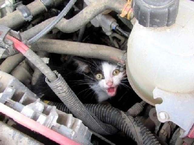 Посмотрите под капот: водитель успел спасти котенка перед поездкой