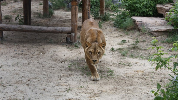 В зоопарке Челябинска умерла любимица – 17-летняя львица Виктория