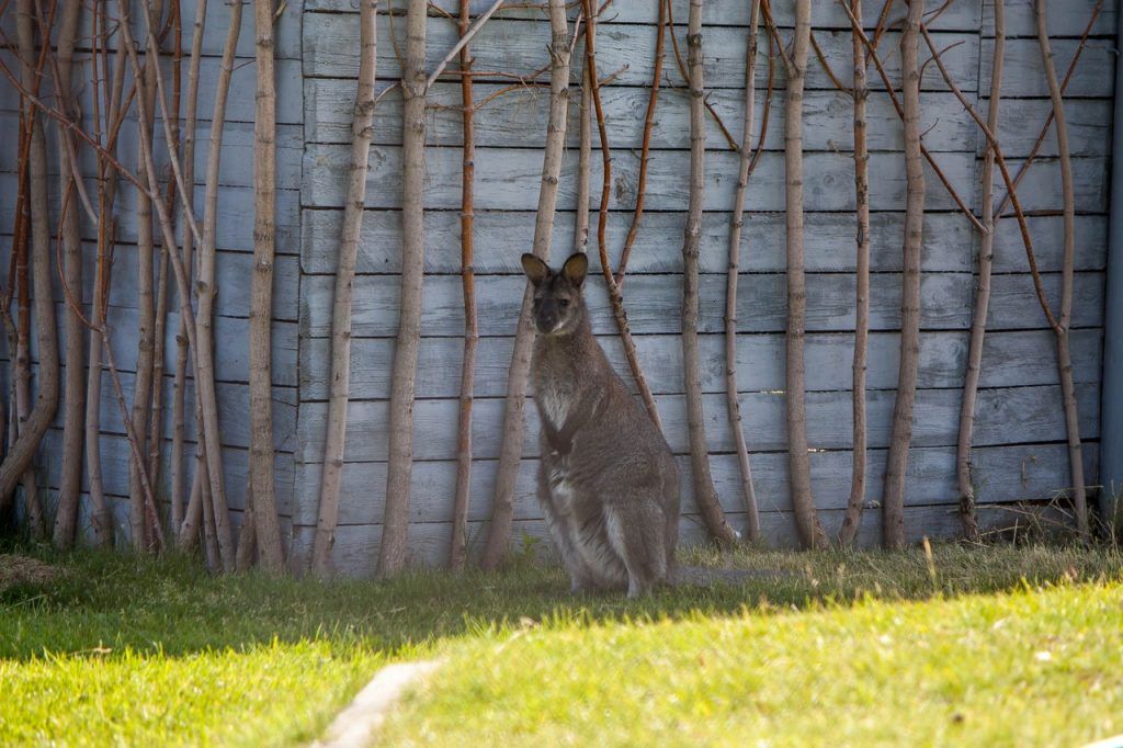 У кенгуру в Челябинском зоопарке родился детеныш