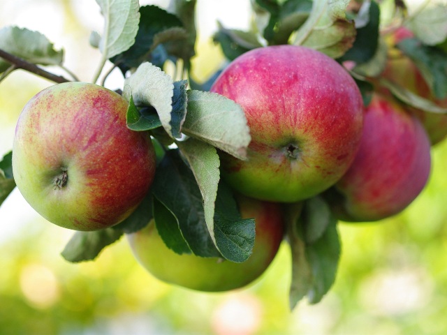 Как подготовить плодовые деревья к новому сезону и защитить от вредителей