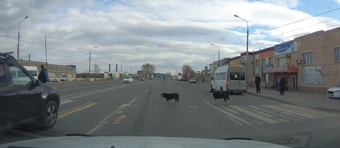 Дворняги Челябинска переходят дорогу по «зебре». Видео