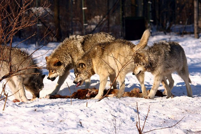 На Южном Урале волки съели двух домашних собак, трех коз и лося