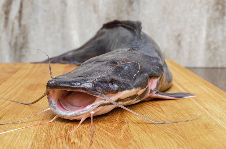 Челябинский рыбак поймал сома весом более 6 кг