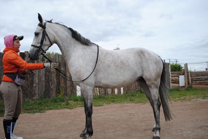 Главный приз – Мэлони! Копейскому конному клубу на состязаниях подарили райд-пони