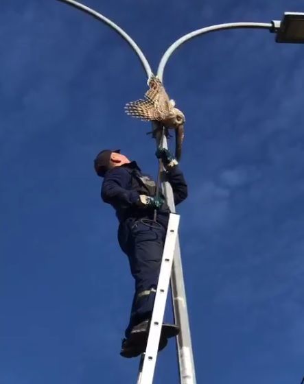 Застрявшую в фонарном столбе сову спасли в Челябинске