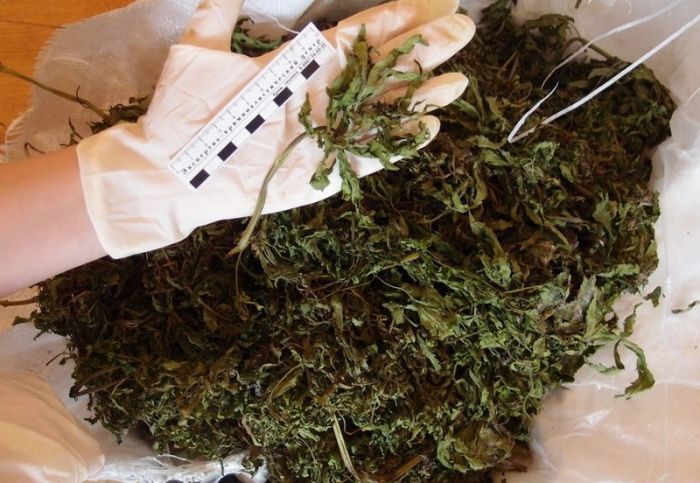 Копейская полиция изъяла 240 граммов наркотиков и уничтожила 4 поля конопли