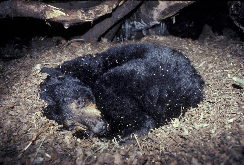 В зоопарке Челябинска проснулись медведи