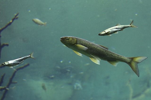 В озере Касарги на Южном Урале погибла рыба