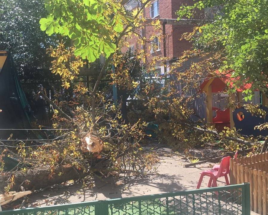 В детсаду Краснодара 2-летняя девочка погибла после падения дерева