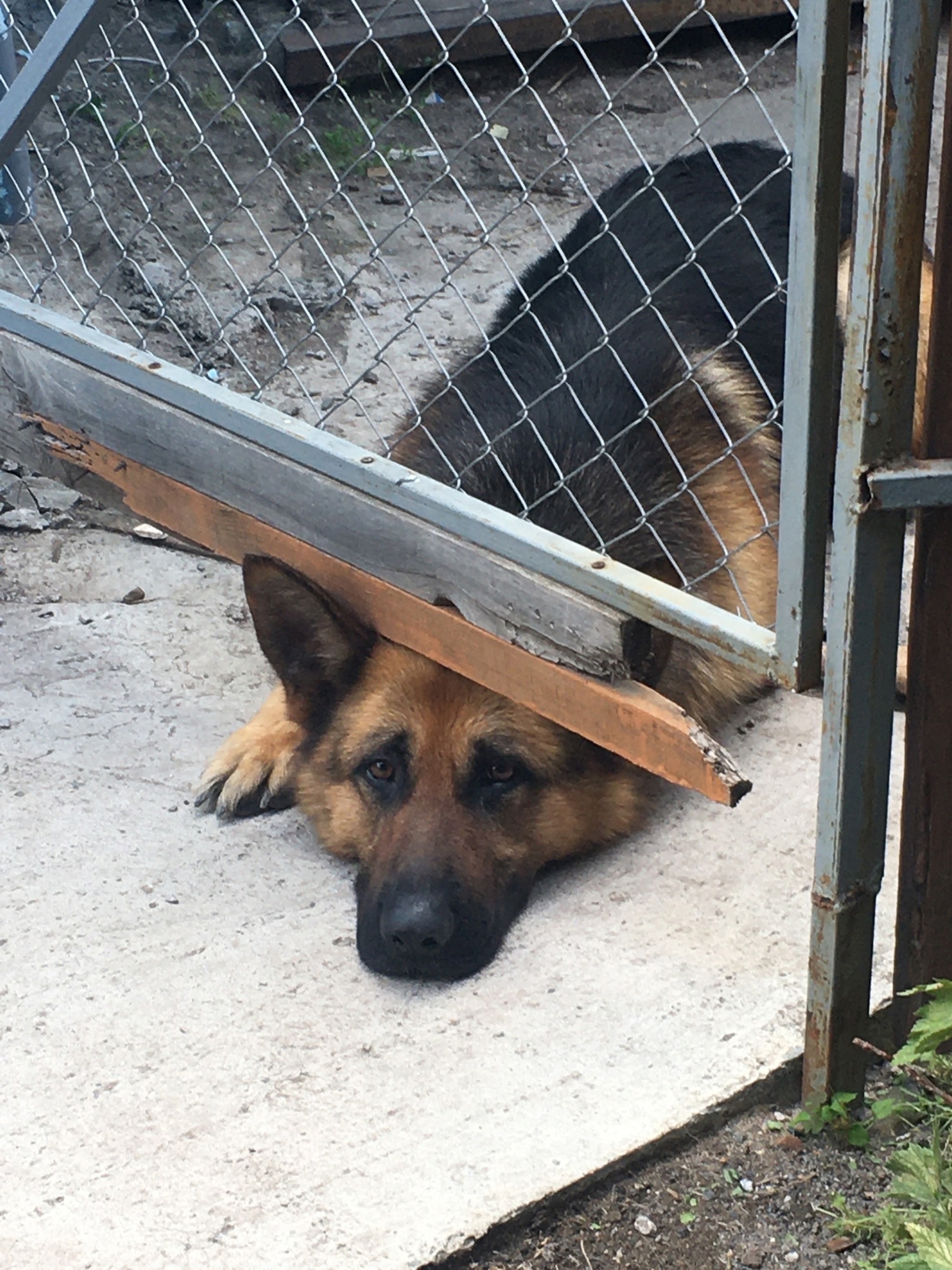 В Копейске отловлено 522 безнадзорные собаки
