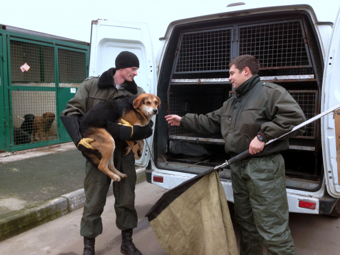 Безнадзорных животных в Челябинске будет ловить новое предприятие