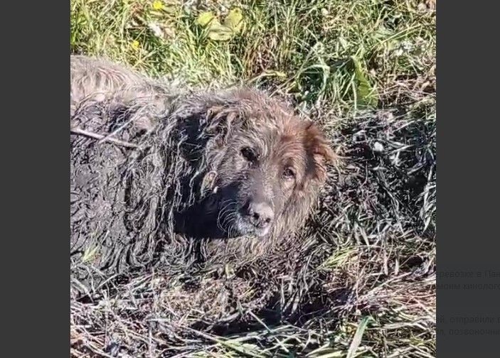 Жители Копейска спасли собаку-пенсионера из ямы