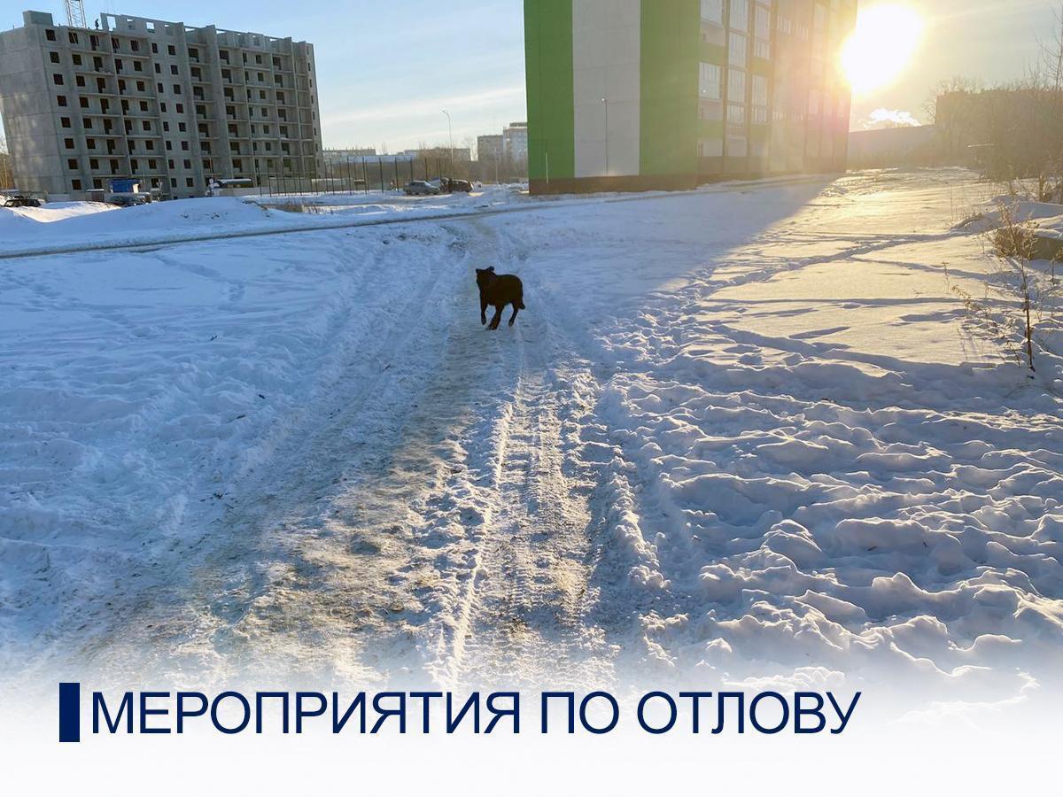 В посёлке Тугайкуль отловлены 23 собаки