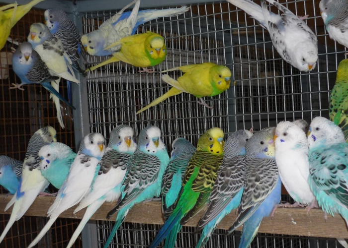 60 волнистых попугаев без документов не пустили в Россию