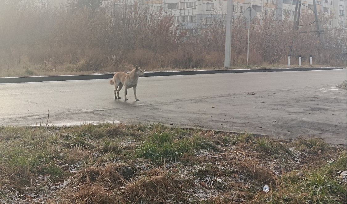 В Копейске продолжаются меры по отлову бездомных животных