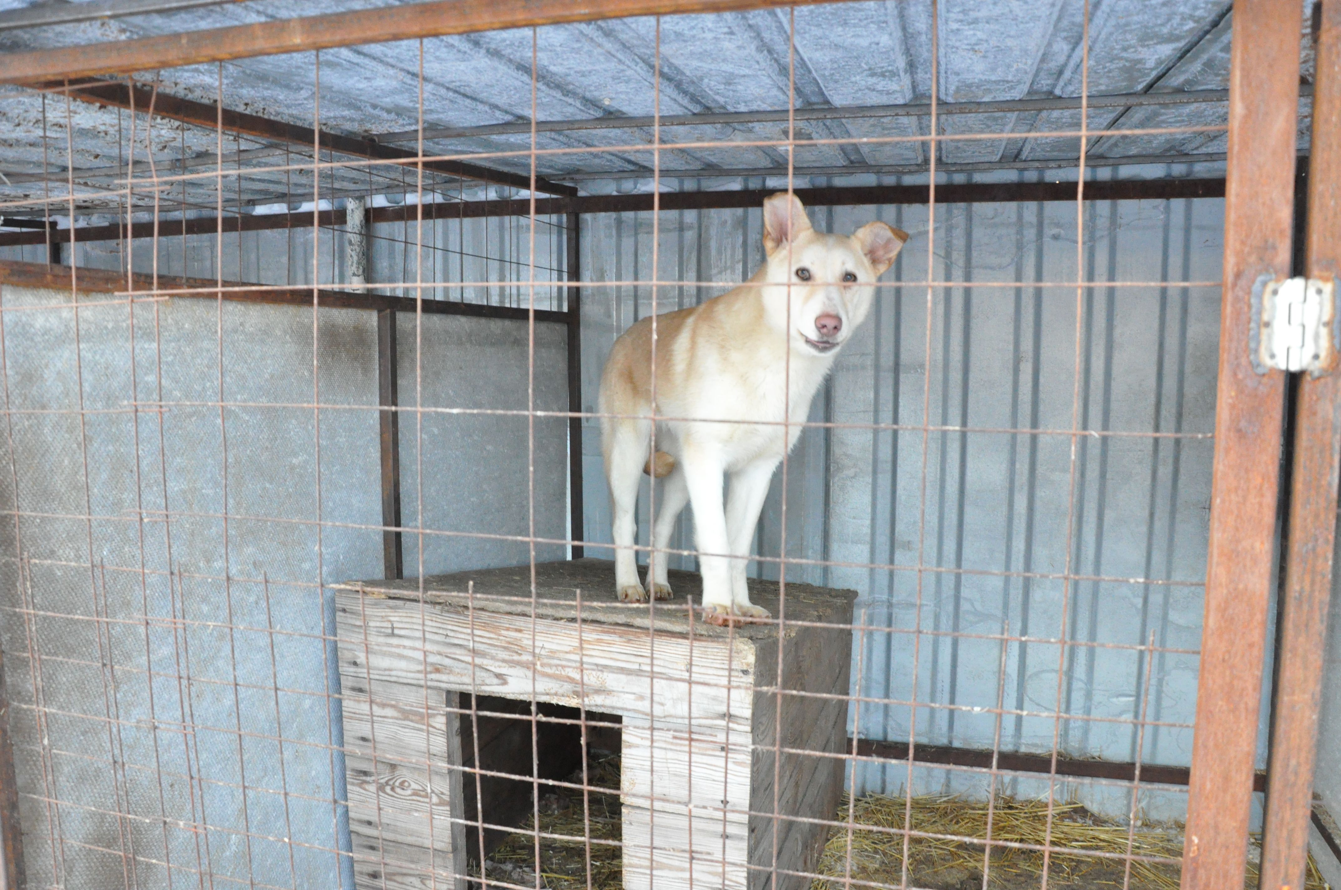 В службе отлова Копейска решают судьбу трех заболевших собак