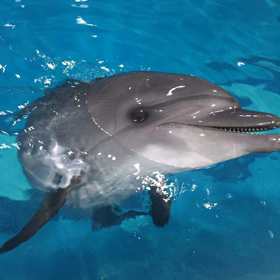 «История дельфина» по-копейски. Активист помогает строить центр реабилитации для морских млекопитающих в Крыму