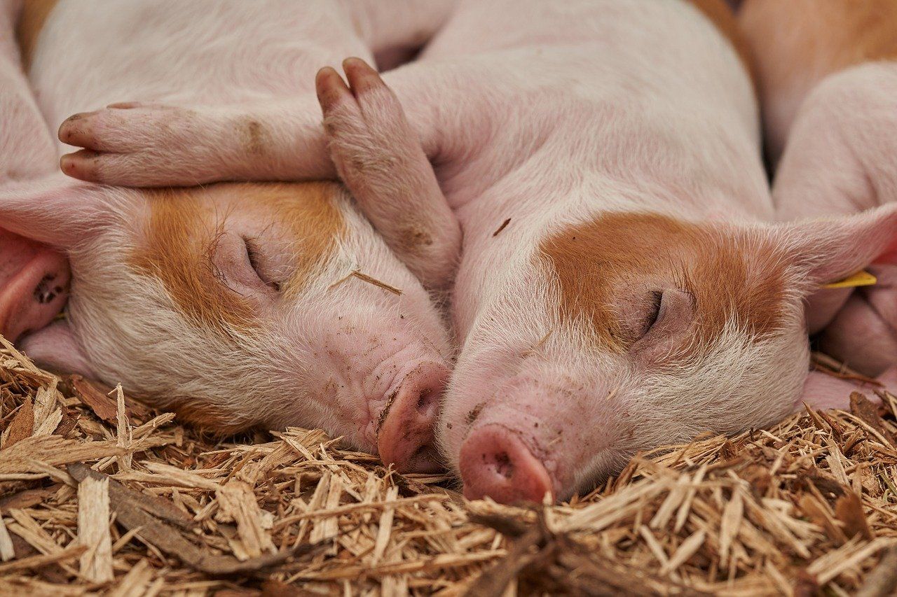 В Копейске введен карантин из-за случаев африканской чумы свиней