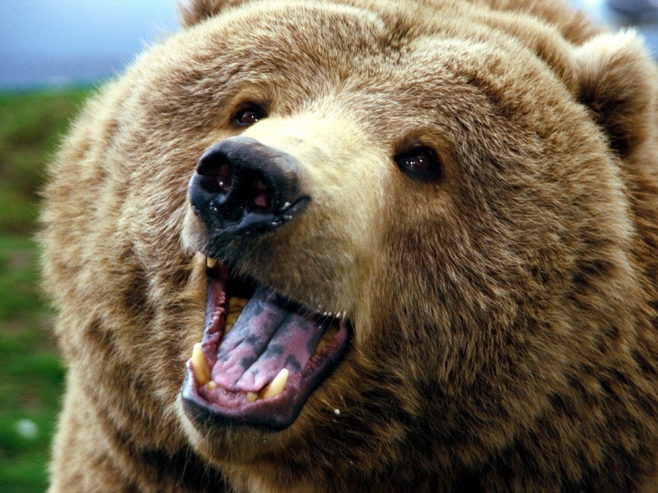 Медведь пробрался в центр одного из городов Челябинской области
