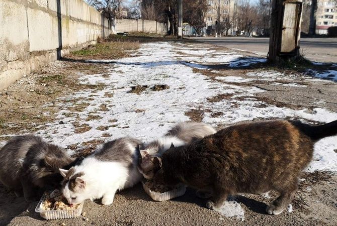 В Челябинске ищут место под муниципальный приют для безнадзорных животных