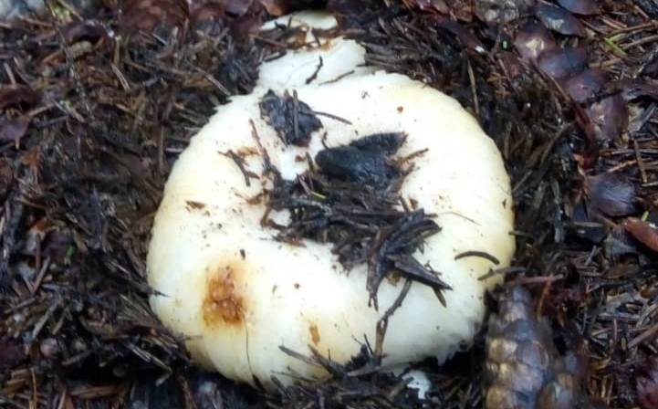 Поход в лес за грибами обернулся незабываемыми приключениями для 61-летней челябинки