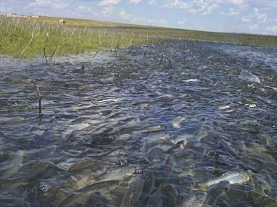 На Южном Урале рыба идет на нерест