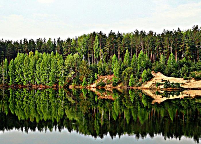 В Челябинской области пройдут мероприятия, посвященные Дню лесов