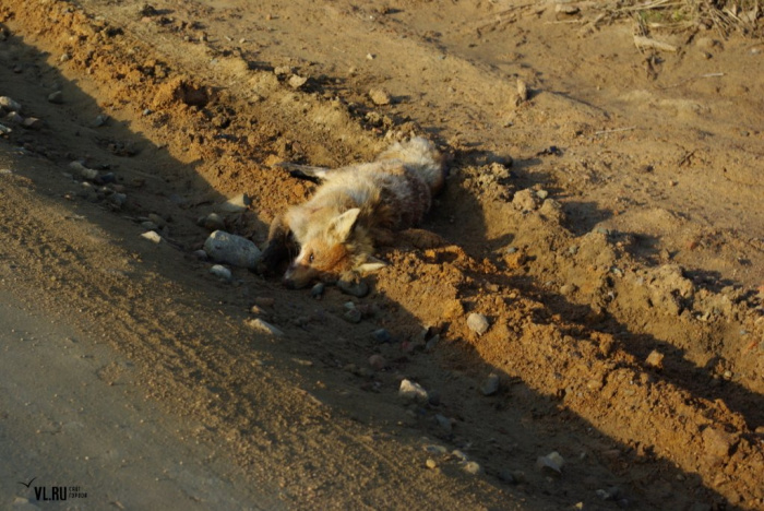 В центре Копейска обнаружили мертвую лису