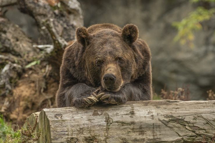 В Челябинской области заметили медведей