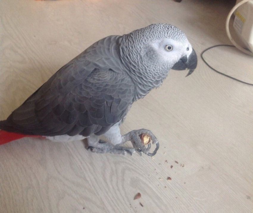 В гости к копейчанам залетел наглый попугай: птица пыталась украсть еду и обматерила хозяев