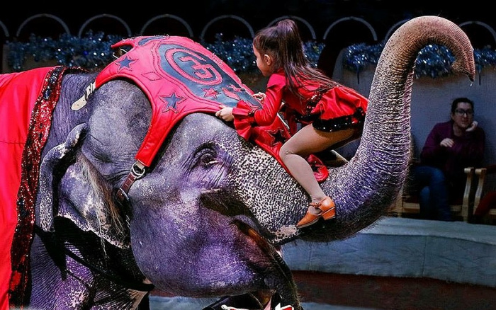 Им аплодировал весь мир!!! В Челябинск приезжает цирковое шоу слонов