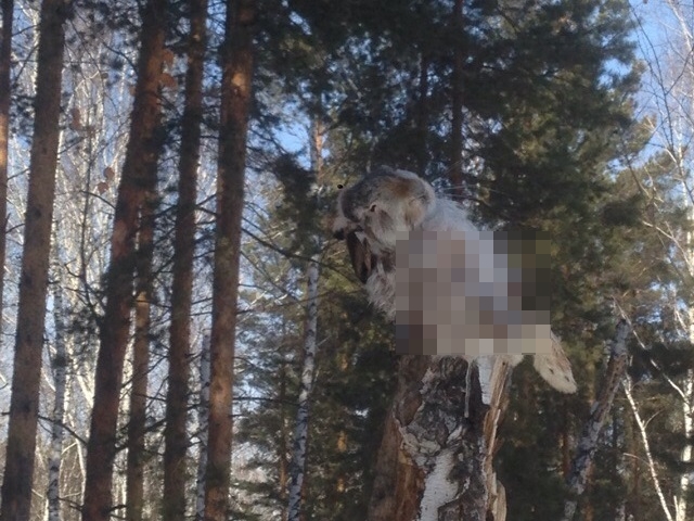 В парке Челябинска нашли повешенное тельце зайца