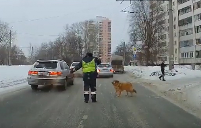 Инспектор ГИБДД из Челябинска помог хромому псу перейти дорогу. Видео