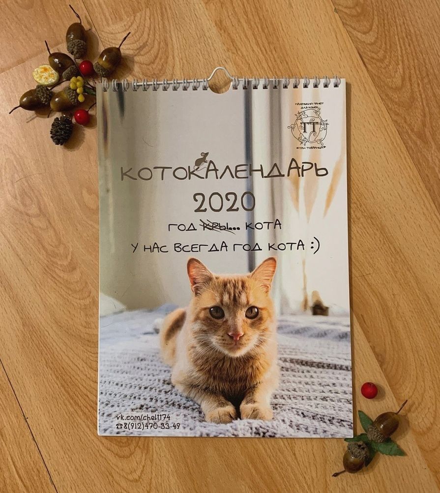 Кому котика? В Челябинске создали календарь с бездомными котами