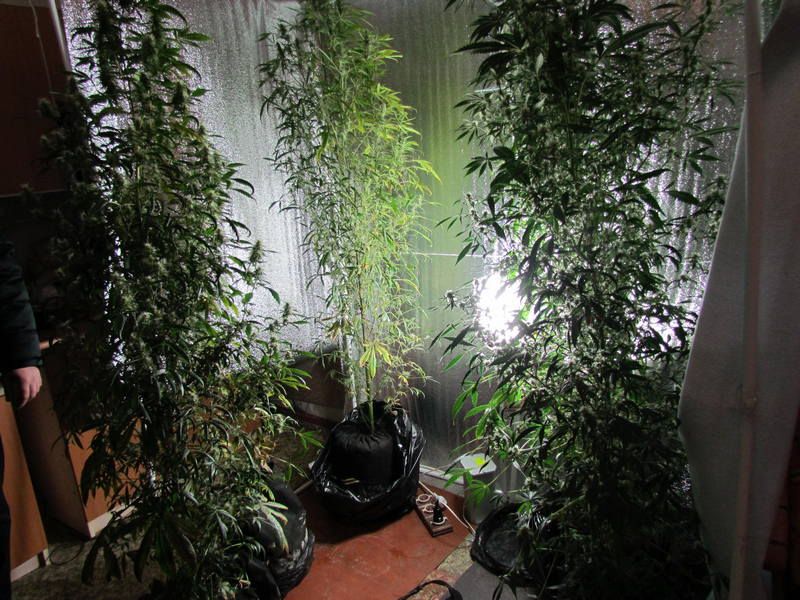 В поселке Копейске задержали ботаника, который выращивал марихуану