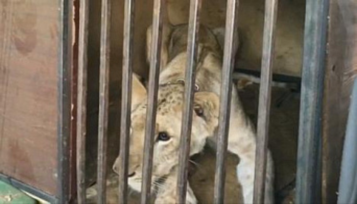 Посреди Челябинска обнаружили двух питонов и львицу