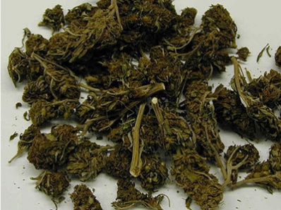 В Копейске будут судить парня, собиравшего марихуану «на абсент»