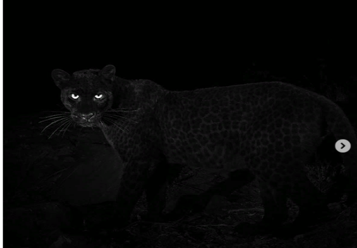Редчайшего черного леопарда сфотографировали в дикой природе впервые за 110 лет