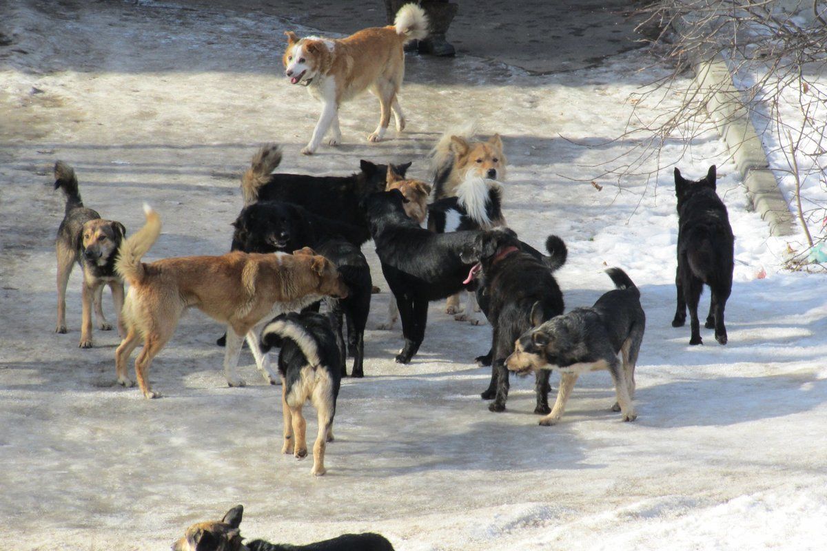 В Копейске идет активный отлов бродячих собак. Публикуем контакты службы отлова