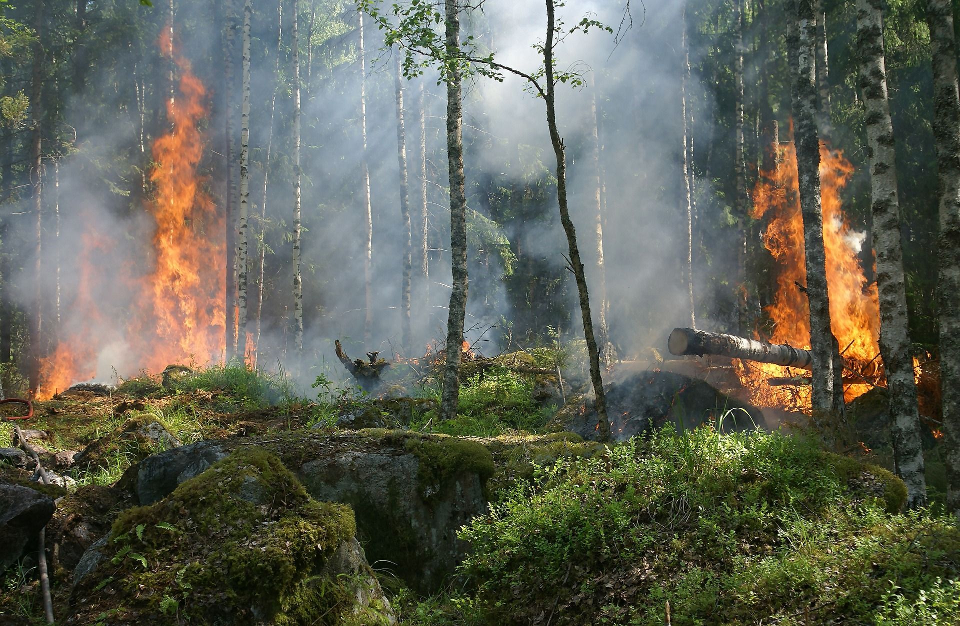 На территории Ильменского заповедника случился лесной пожар