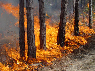 Правительство РФ выделило Южному Уралу 30 миллионов рублей на тушение лесных пожаров